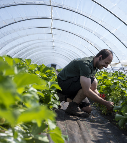 Nieuwe fertigatie units in bio aardbeien en courgette